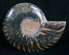 Black Cleoniceras Ammonite - (Half) #5645-1